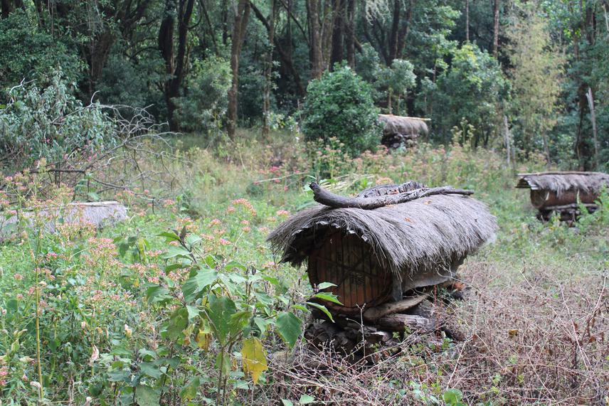 Beekeeping. Viable Livelihoods Alternative to Bushmeat Hunting. ©Aghah Valery Binda