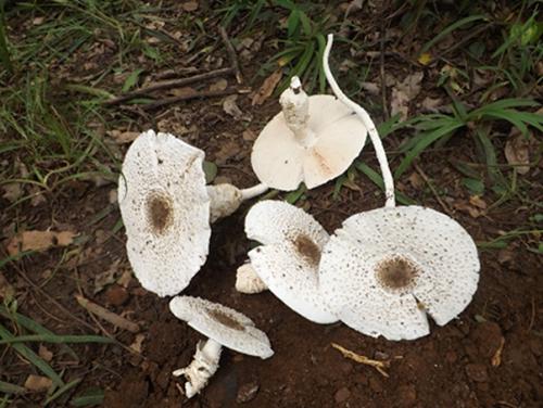 Some edible mushroom, Termitomyces shimperi.