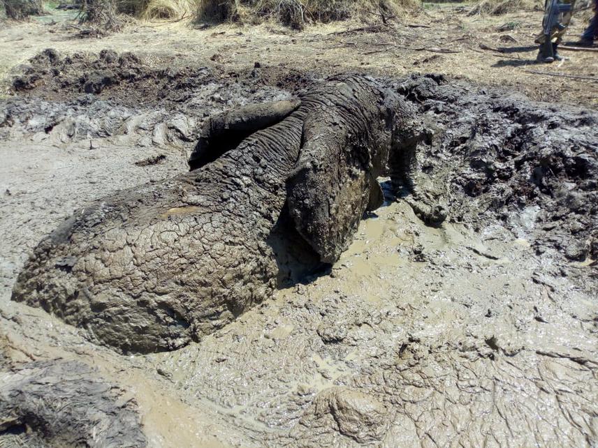Elephant stuck in the mud, Lake Kamnarok-Kenya. © Joseph Kangogo.