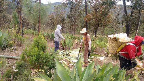 Farmers harvesting Agave maximiliana to make the distillation, in the community of Rincon de Mirandillas, Mascota, Jalisco, México. © Oassis Huerta