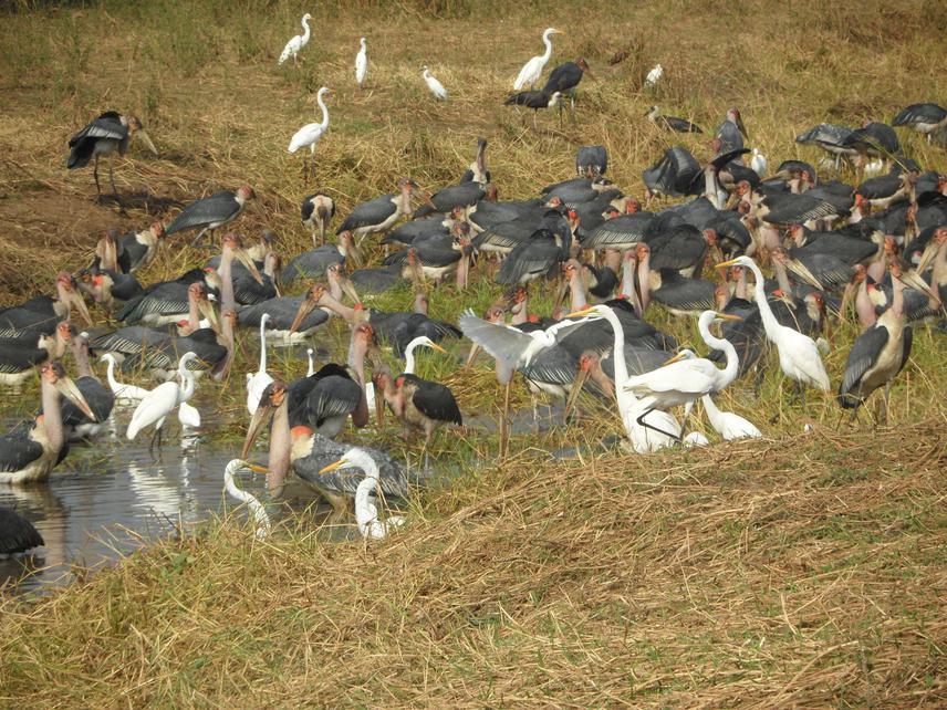 Birds gathered in small wetland. © Aticho, 2020.