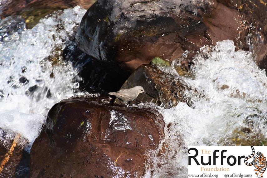 27983-1 Rufous – Throated Dipper (Yala River – August 2021). © Daniela Gomez