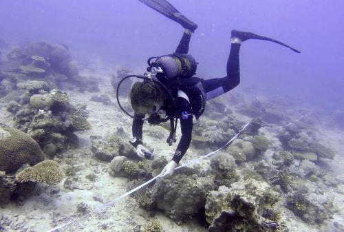 Mtwara reef survey.