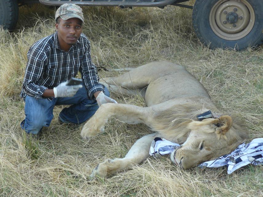 After darting the lion and fitting the collar to the neck, we usually wait until the lion wake up.