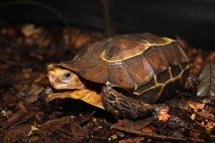 Home's hinge-back tortoise (Kinixys homeana) encountered during field surveys in the forest. © Ohene Adomako.