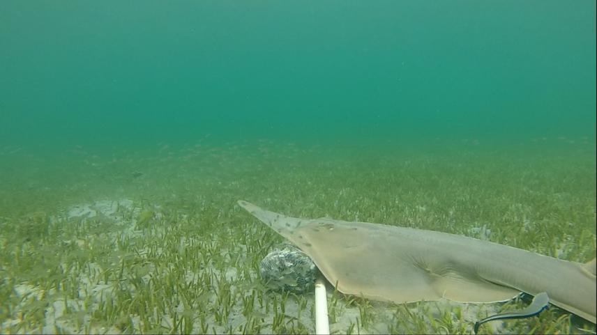 Guitarfish spotted during BRUV survey