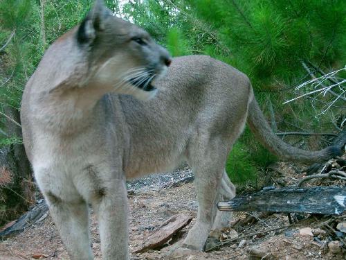 Puma (Puma concolor) recorded during our pilot study in a pine-trees plantation. ©Christian Thomaz Osorio Popiolek.