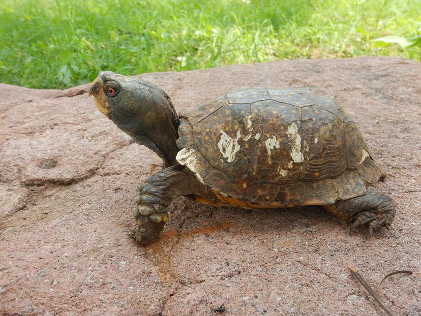 An emblematic turtle of the Sierra de Alamos, the Sierra Box turtle (Terrapene nelsoni).