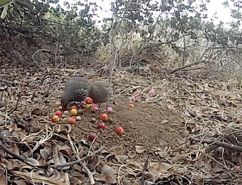 Photograph taken with camera trap of birds consuming the pulp of the fleshy fruit of Pouteria splendens, it is endemic shrub to Chile.