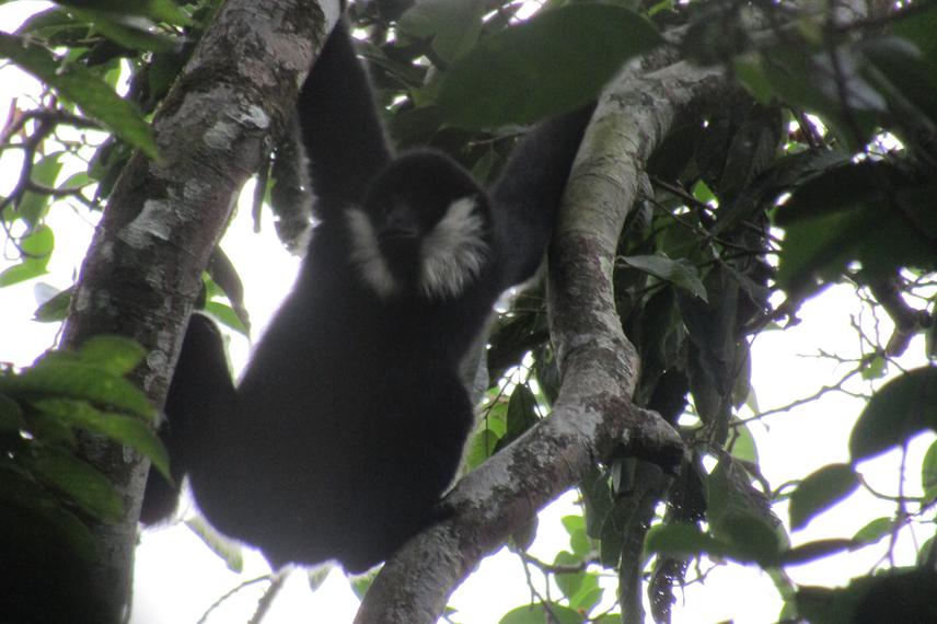 Gibbon in Pu Hoat.