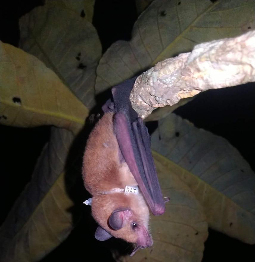One individual of the endangered nectar bat Lonchophylla dekeyseri resting on a tree.