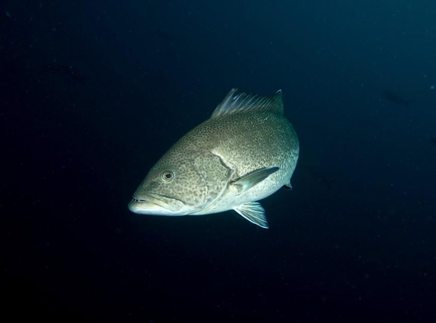 The sailfin (bacalao) grouper (Mycteroperca olfax) is one of the largest predator residents of the reef. Bacalao can grow to 120 cm and feed on a variety of reef fish, which makes them a good indicator of the full breadth of carbon sources entering MFW.