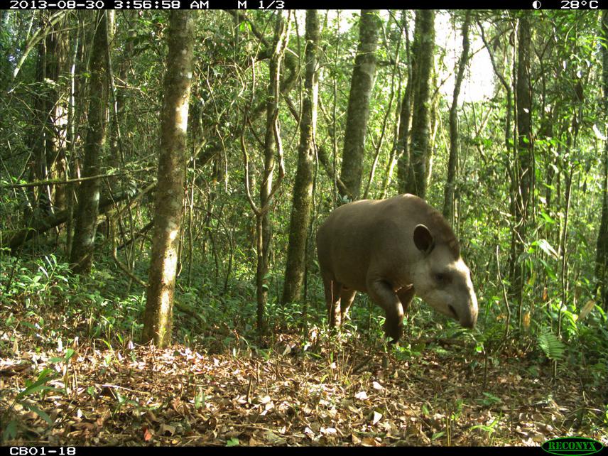 A lowland tapir (Tapirus terrestris) photographed by a camera-trap in the largest forest fragment (potential “source”) of Northern Misiones.