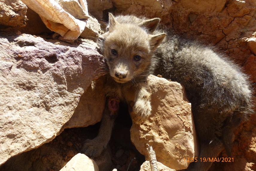A young individual of the African wolf with visible injuries captured by an inhabitant in the central High Atlas of Morocco.