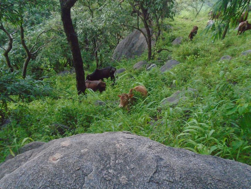 Some threats (Grazing) revealed in Hirmi forest. © Mehari Girmay.