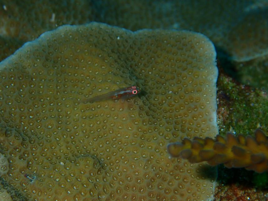 A tiny gobbie resting on a coral. © Saul Gonzalez Murcia.