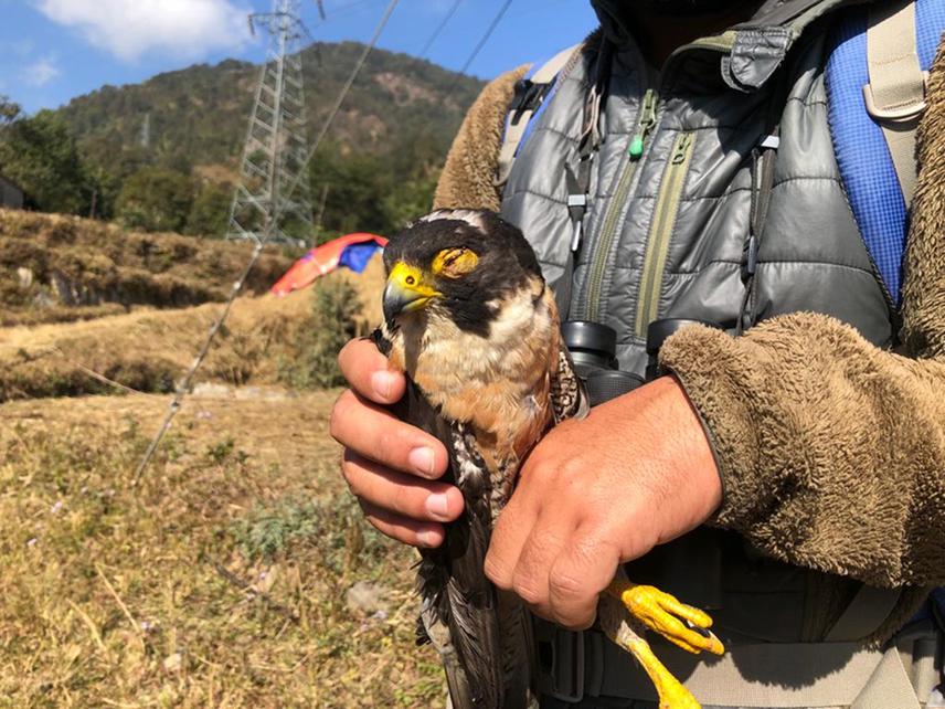 Injured Peregrine Falcon by electric poles found during the survey period in lower Dhampus.
