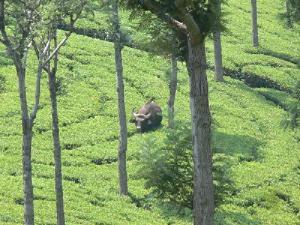 A solitary gaur (Bos gaurus) in a tea estate in the Nilgiris. Several species of large mammals.