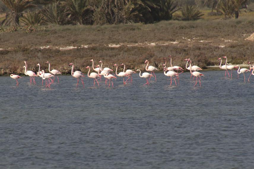 Flock of flamingo in IBA of Douz Laâla.