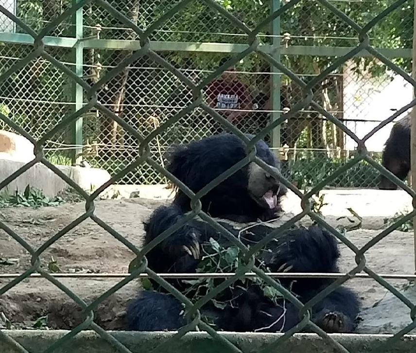 A sloth bear rescued and kept at central zoo in Nepal.