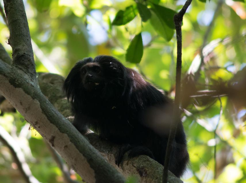Anne Sophie de Almeida e Silva - The Black Lion Tamarin Leontopithecus  chrysopygus as Seed Disperser and its Role in Forest Regeneration - The  Rufford Foundation
