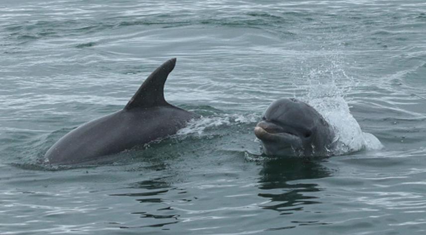 Dolphins in BDT. © Dalia Barragán-Barrera.