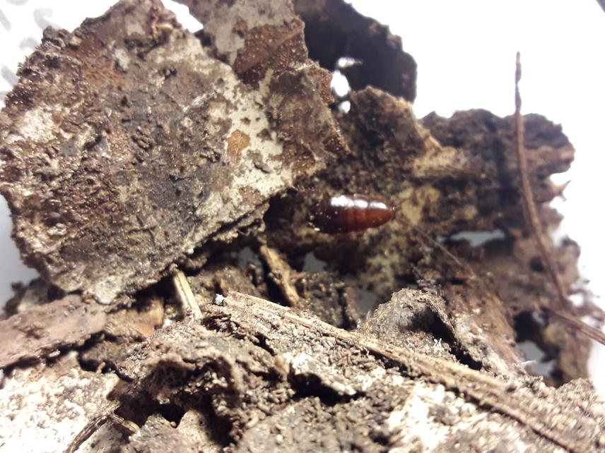 Native cockroach on leaf litter. © Constanza Schapheer.