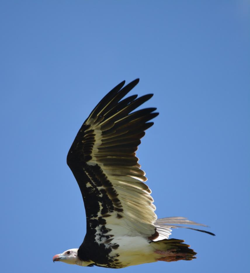 One of the raptors observed during road surveys, the White-headed vulture is listed as Critically endangered by the IUCN red list and it is an uncommon resident in Botswana.