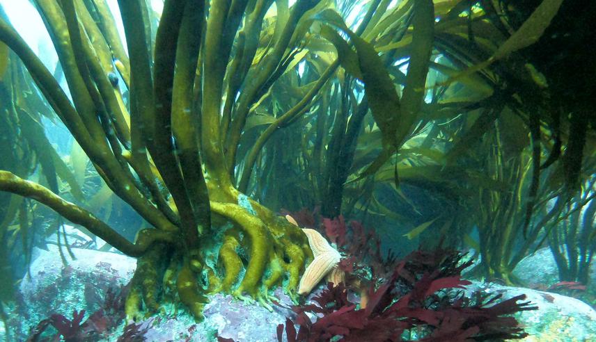 Kelp forest of Lessonia trabeculata, south central Chile