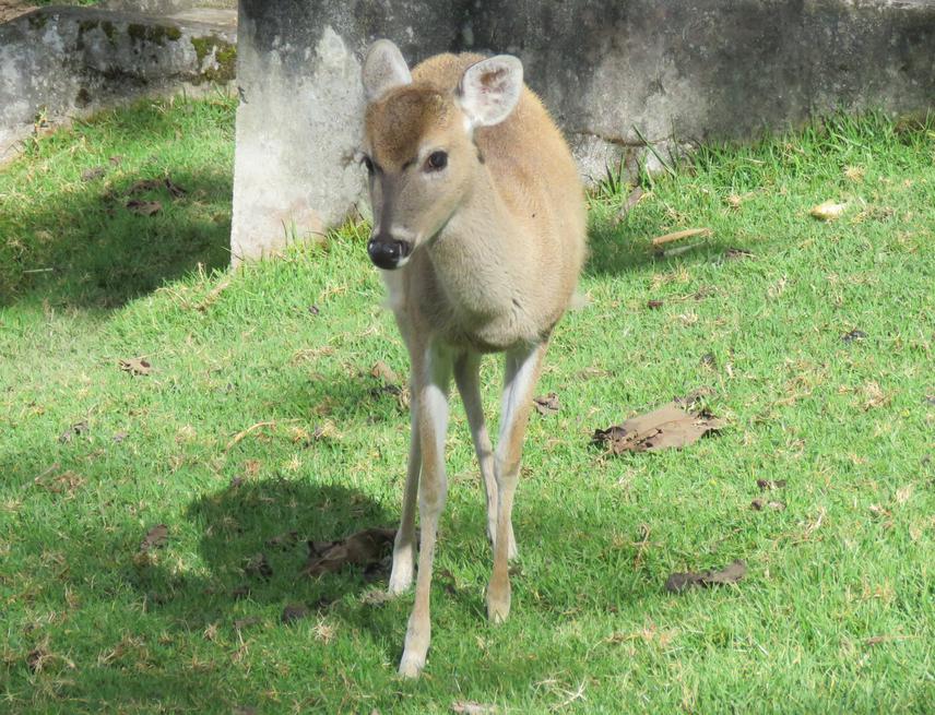 Deer from Central Andes of Colombia.