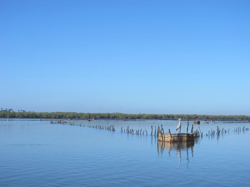 Fishing traps are used to catch shrimp in this area. These are built using mangrove wood and reeds. On the outgoing tide, aquatic fauna are funnelled into the cylinder
