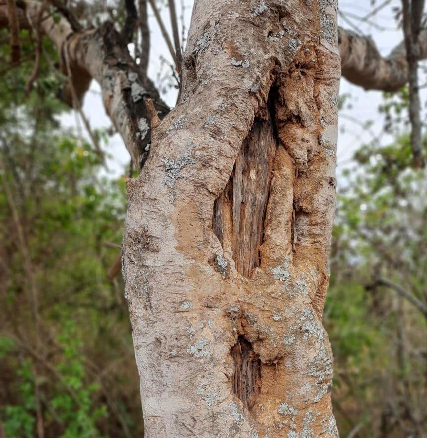 The bark of S. longepedunculata extracted by the local community to treat ailments.