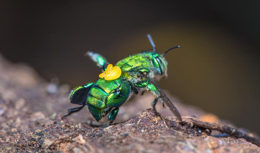 Euglossa hemichlora carrying pollen from Coryanthes picturata. ©AHR.