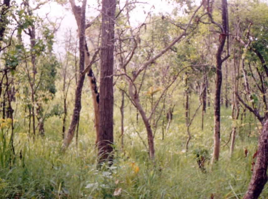 Habitat of Grey-crowned prinia.