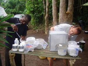 Getting mosquitoes from CDC traps - Ndibi May 2008.