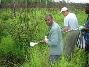 Kevin and Anton collecting larvae in Ndibi. Note the seed eater nest to the left of picture. May 2008.