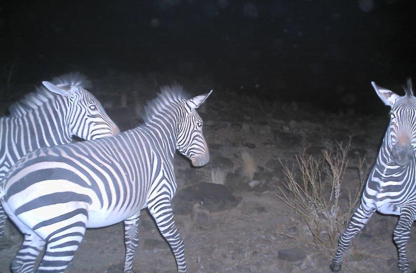Mountain zebras near to the Jakkalsdam waterhole, Gondwana Cañon Park, Namibia. © Morris Gosling
