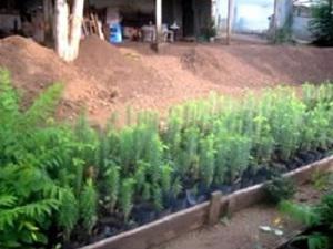 One of the Mulanje cedar nurseries established in the project area.