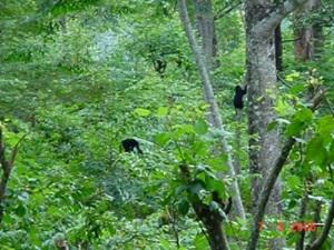Lion-Tailed Macaque in the rainforest fragment.
