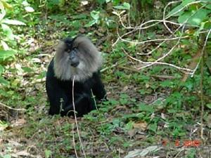 Lion-Tailed Macaque on the ground.
