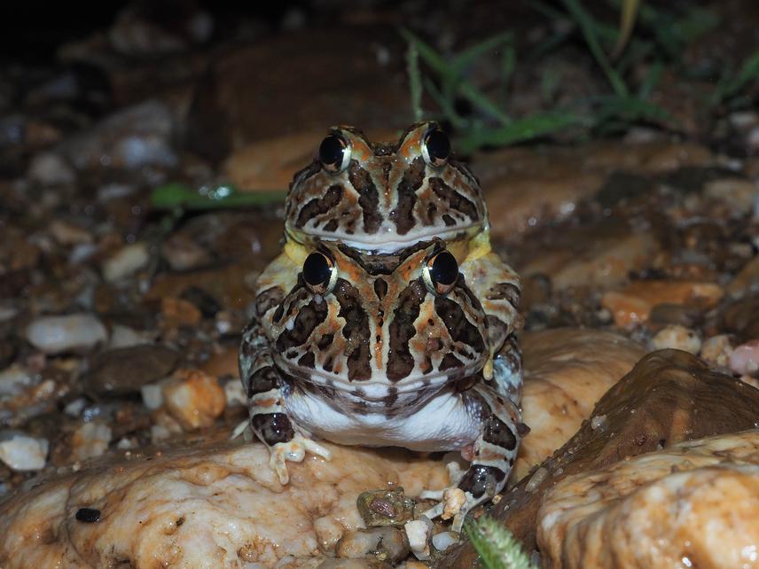 Pair of Pacific Horned Frogs, one of the emblematic amphibians of the Pacific Seasonally Dry Forests. ©D. Szekely