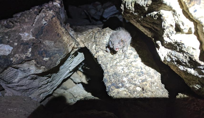 A vampire bat perched on a rock in a cave in Tamaulipas.