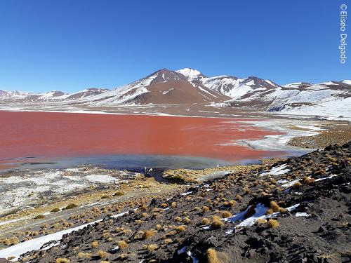 The project site “Laguna Colorada” is located in the National Reserve of Andean fauna Eduardo Avaroa in the southern department of Potosí, Bolivia, this region.