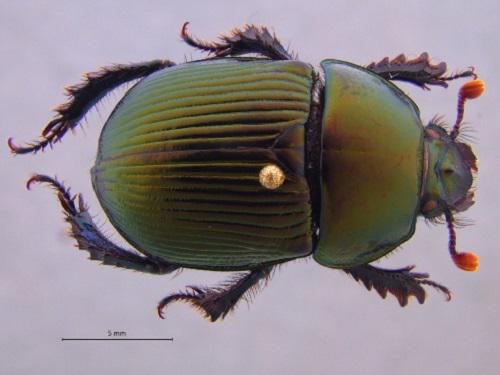 Geotrupes nuntiatus, a new species of  from the Mixteca.