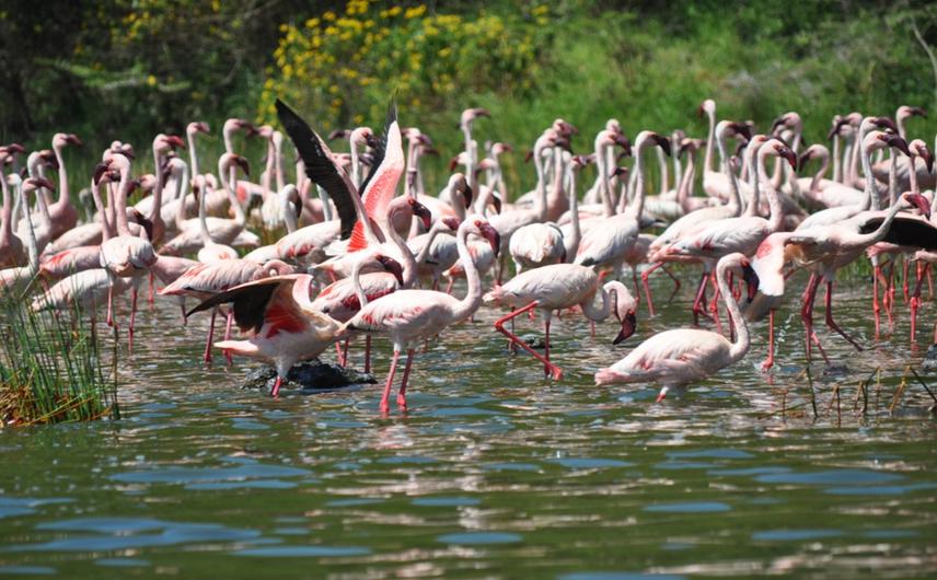 Lesser flamingos caught up feeding along the shore of Lake Rishateni, Arusha National Park, Tanzania. © Deogratias Lihepanyama.