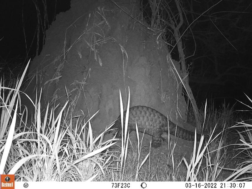 Giant pangolin visiting the termite mound