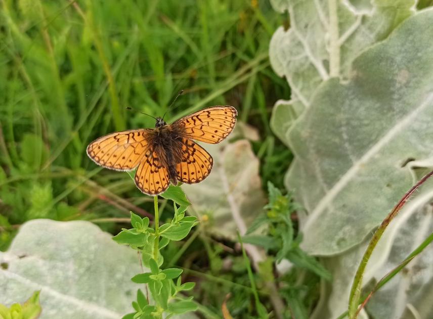 Boloria eunomia.