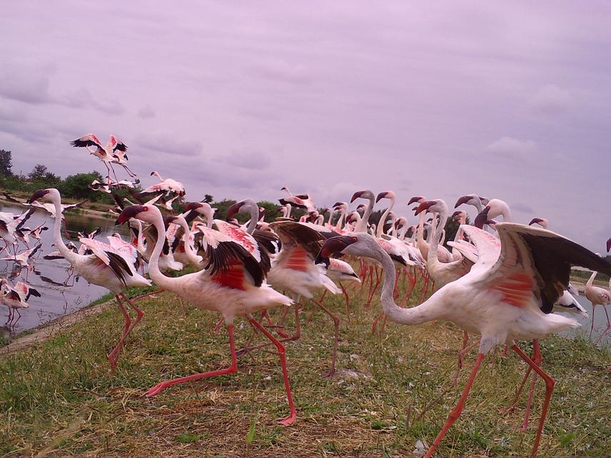 Flamingo shot by Camera Traps at Moshi Wastewater treatment systems. © Gerubin Msaki