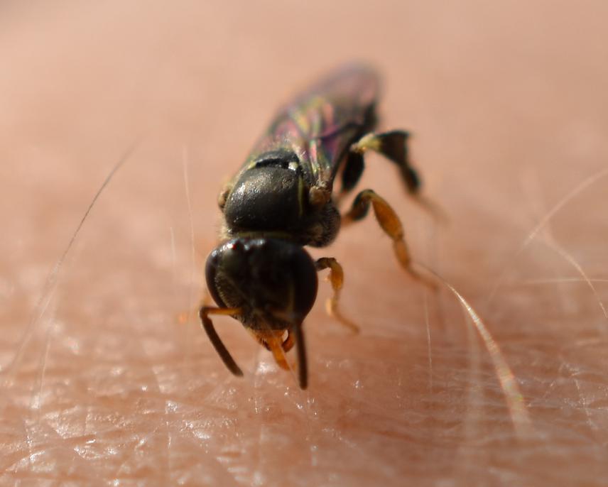 A Plebeia lucii bee feeding on sweat, which provides salt and moisture to its diet. ©Lívia Maria Negrini Ferreira.