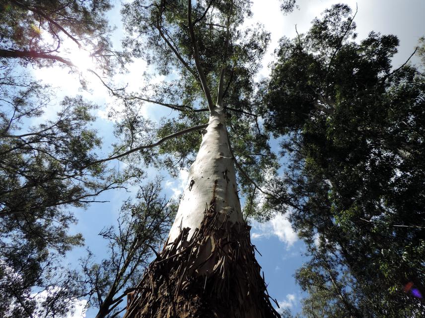 Eucalyptus.